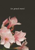 Fleurs roses pour un merci sinc&egrave;re